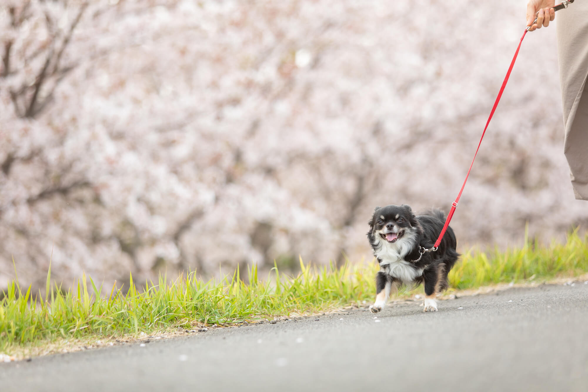 犬用ショルダーリードを使うときの注意点